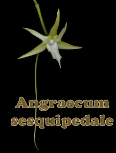 Angraecum